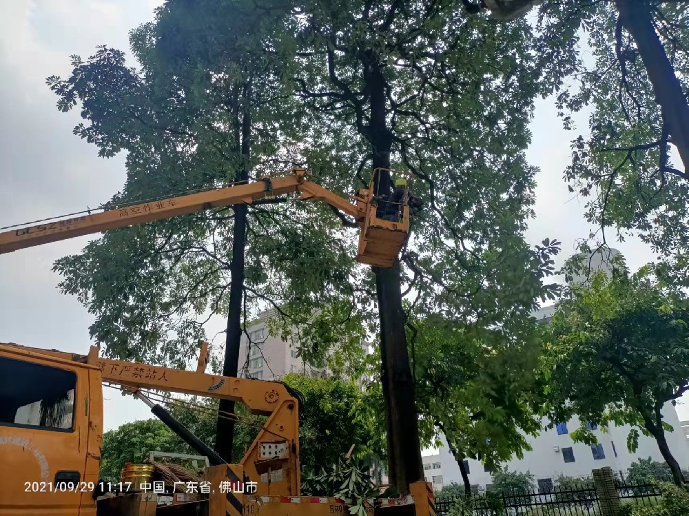 佛山樹木裁枝的人文關懷實踐