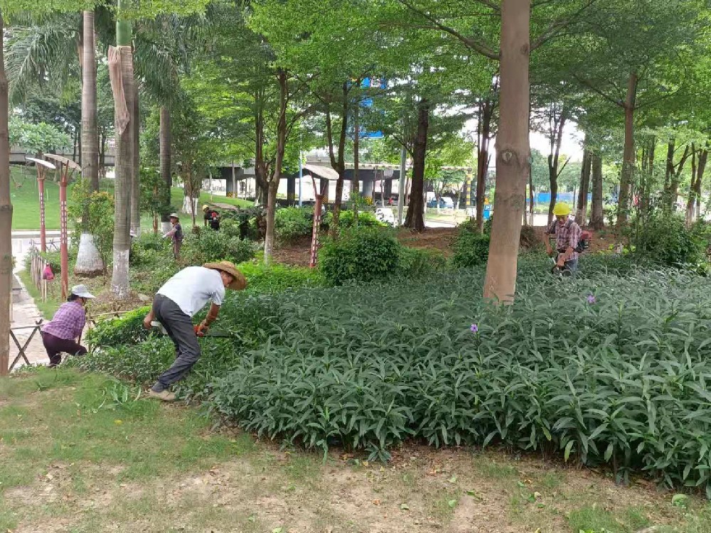 佛山大樹喬木修剪裁剪砍樹的環保教育意義